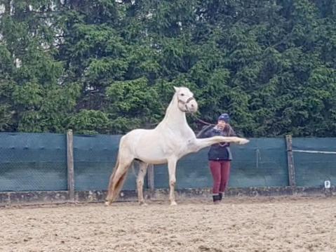 Repos Rouge-Plaisir Au Milieu Des Chevaux Lejlighed Kembs Eksteriør billede